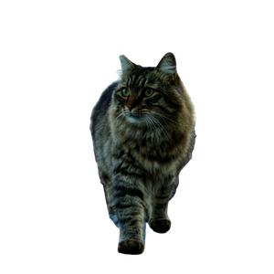 Regal Tabby Cat Standing On Rugged Rocks By The Sea At Twilight. 17310 - Cat PNG image with transparent background